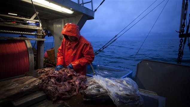 Pêche au sébaste : 5 navires dans le golfe du Saint-Laurent - Portail des Îles de la Madeleine - ilesdelamadeleine.com