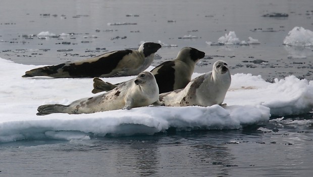 Là Où La Glace Se Forme, Vous Trouverez Des Phoques Du Groendland ...