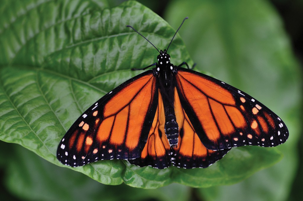 Au Canada, le papillon monarque bat de l’aile – Portail officiel des ...